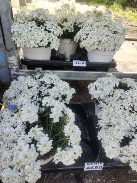 BERIS