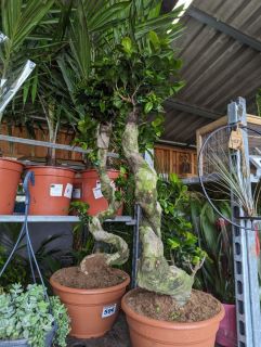 BONSAI-FICUS-GINSENG