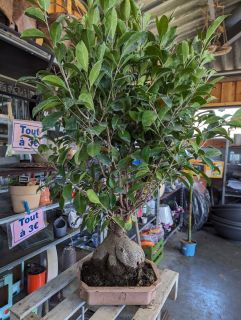 BONSAI-FICUS-GINSENG