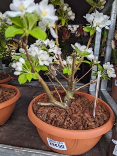 BONSAI-POMMIER-A-FLEURS