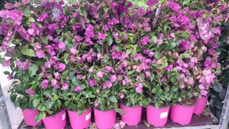 BOUGAINVILLIER-29E