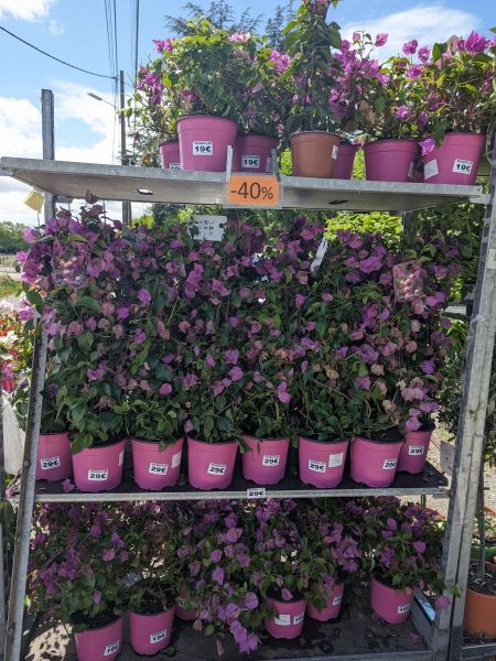 BOUGAINVILLIER