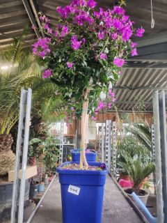 BOUGAINVILLIERS-3