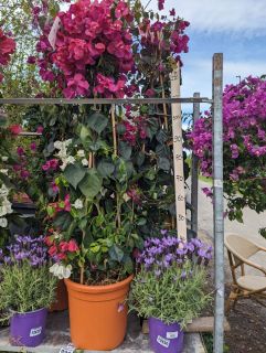 BOUGAINVILLIERS-7