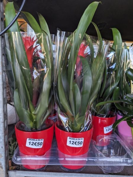 BROMELIA-DANS-POT-CERAMIQE