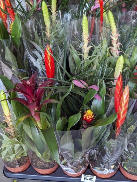 BROMELIA-MIX