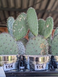 CACTUS-EXTERIEUR-OPUNTIA-EN-POT-ZINC