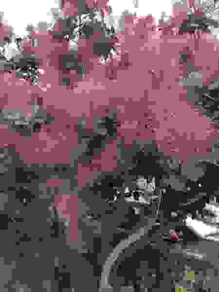 COTINUS-GRACE-ARBRE-A-PERRUQUE
