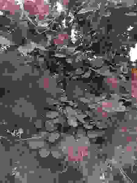 COTINUS-GRACE-ARBRE-A-PERRUQUES-2
