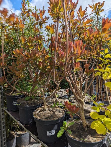 COTINUS-GRACE