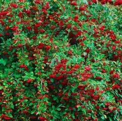 COTONEASTER-FRANCHETI-2I