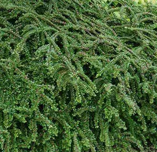 COTONEASTER-FRANCHETI-3