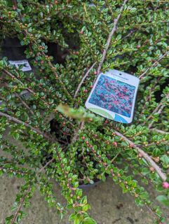 COTONEASTER-HORIZONTALIS-2