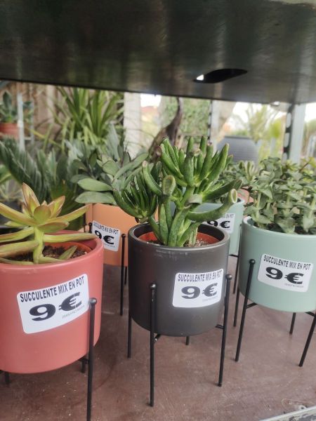 CRASSULA-EN-POT