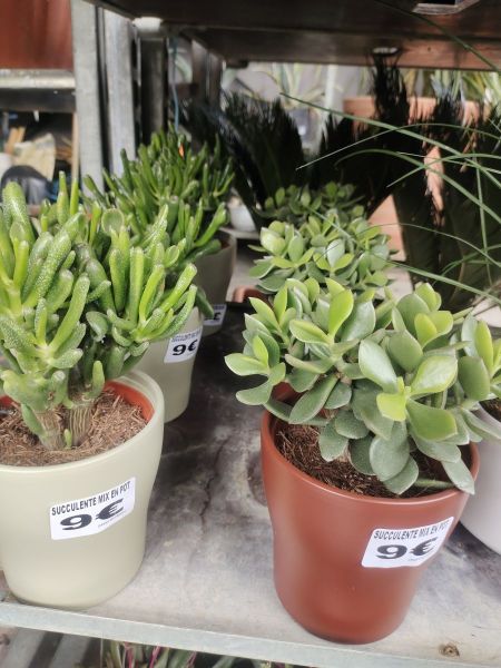 CRASSULA-MIX-EN-POT