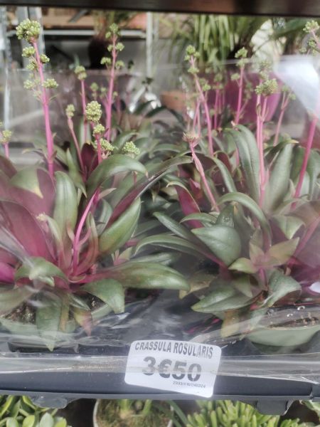 CRASSULA-RODULARIS