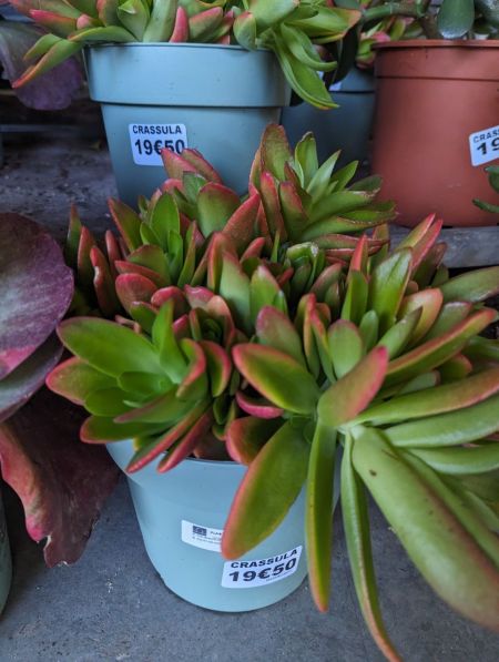 CRASSULA
