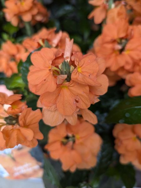 CROSSANDRA-PLUME-D-OFFICIER