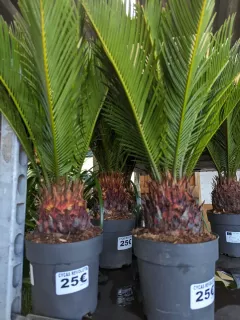 CYCAS-REVOLUTA-1