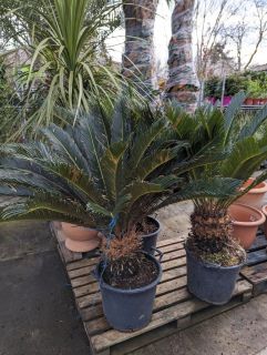 CYCAS-REVOLUTA-xl