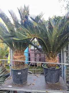 CYCAS-REVOLUTA