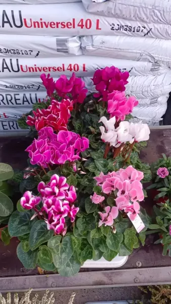 CYCLAMEN-FRISE