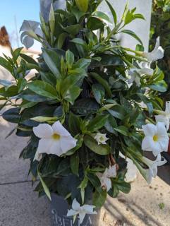 DIPLADENIA-BLANC