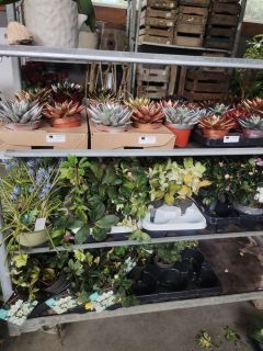 DIVERS-PLANTES-DESTOCKAGE