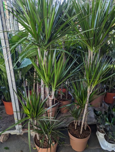DRACAENA MULTITRONCS