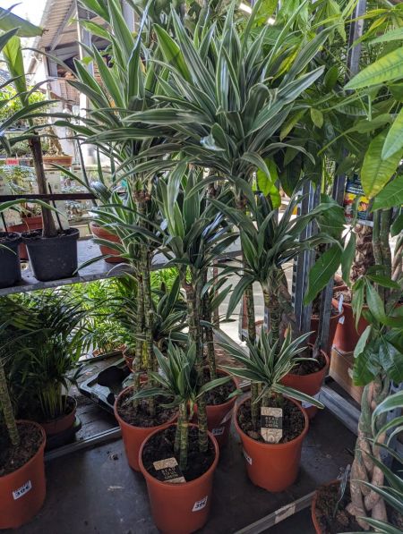 DRACAENA PANACHE