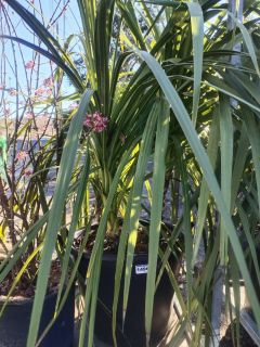 DRACAENA-MULTITRONCS