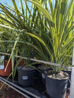 DRACAENA