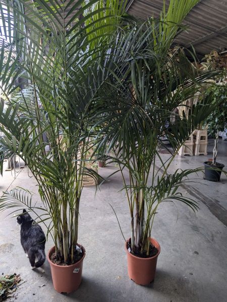 DYPSIS-ARECA