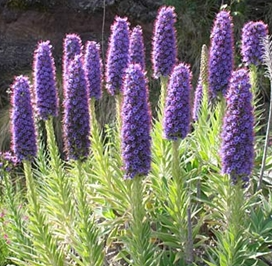 ECHIUM-WEBBII-VIPERINE-1