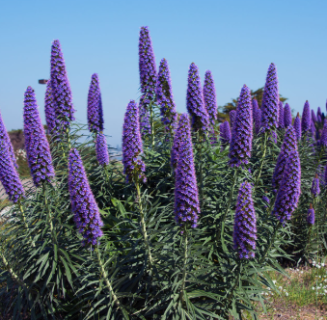 ECHIUM-WEBBII-VIPERINE-2