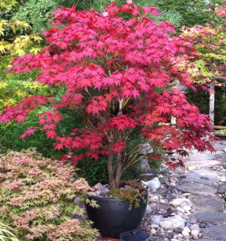 ERABLE-DU-JAPON-BLOODGOOD-PRINTEMPS-