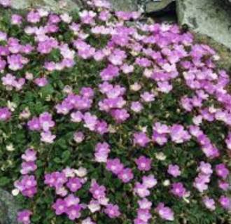 ERODIUM-2