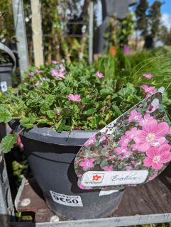 ERODIUM