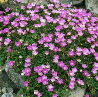 ERODIUM