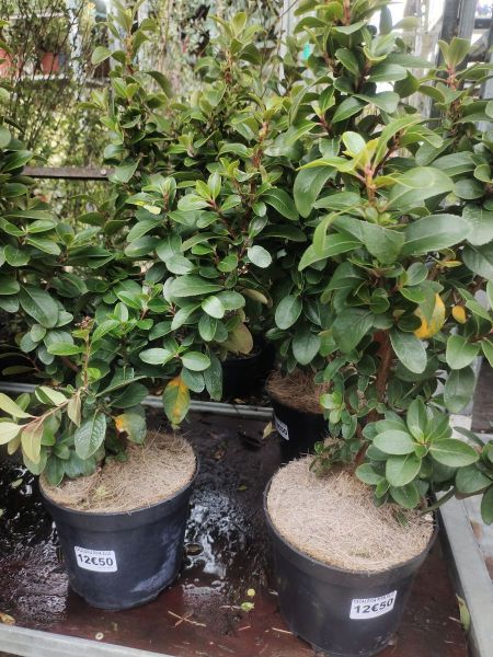 ESCALONIA-PINK-ELLES-2