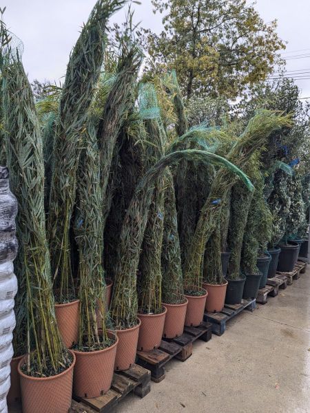 FARGESIA-ROBUSA-CAMPBELL-NON-TRACANT