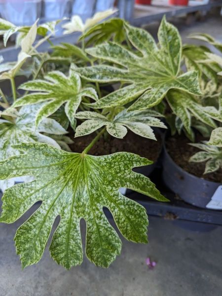 FATSIA-JAPONICA-PANACHE-12E50