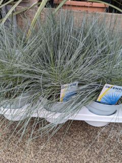 FESTUCA-12E50