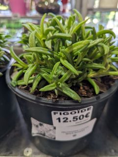 FICOIDE-DELOSPERMA-2