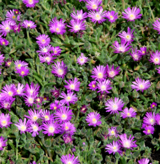 FICOIDE-DELOSPERMA-POURPIER