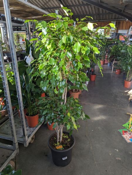 FICUS-XXL