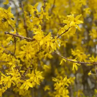 FORSYTHIA-LYNWOOD