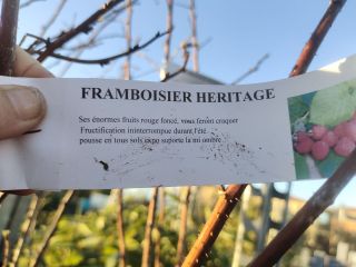 FRAMBOISIER-HERITAGE