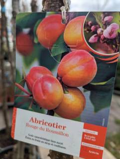 FRUITIERS-ABRICOTIERS-1