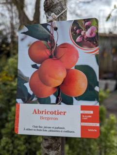 FRUITIERS-ABRICOTIERS-2